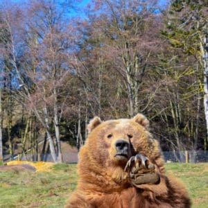 Brown bear at Olympic Game Farm