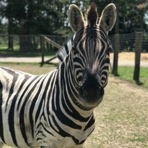 Close up of Zebra at Olympic Game Farm