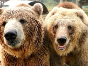 Two bears together