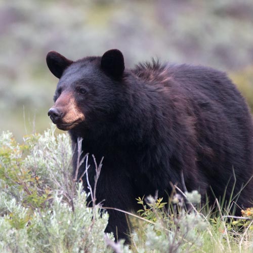 American Black Bear in Sequim, WA