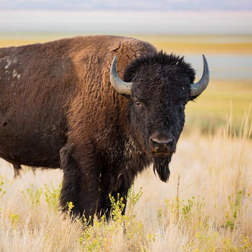 American Bison in Sequim, WA