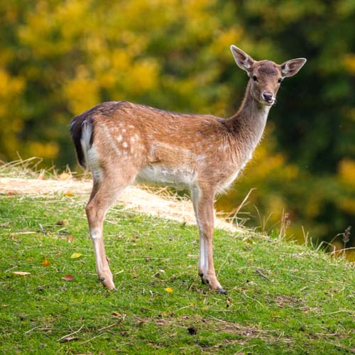 European Fallow Deer in Sequim, WA