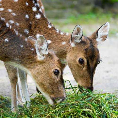 Spotted Fallow Deer in Sequim, WA