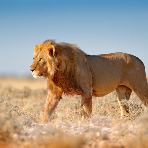 African Lion in Sequim, WA