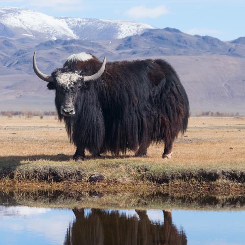 Tibetan Yak in Sequim, WA