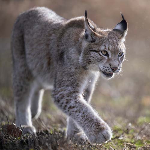 Bobcat in Sequim, WA