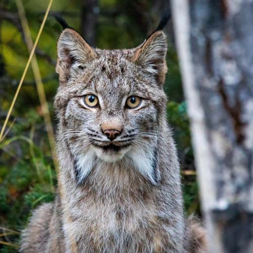 Canadian Lynx in Sequim, WA