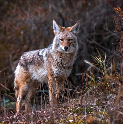 Coyote in Sequim, WA