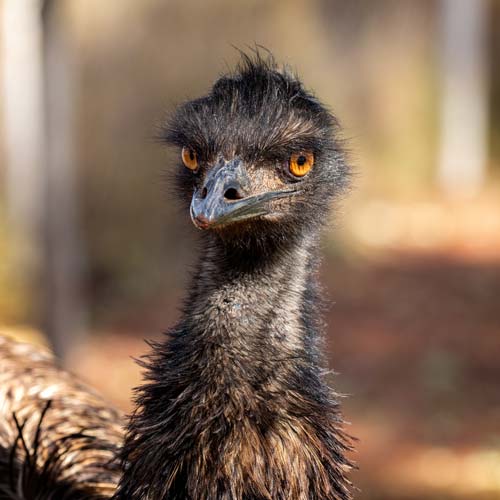 Emu in Sequim, WA