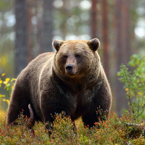 European Brown Bear in Sequim, WA