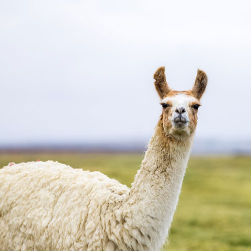 Llama in Sequim, WA