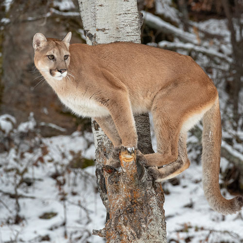 Mountain Lion in Sequim, WA