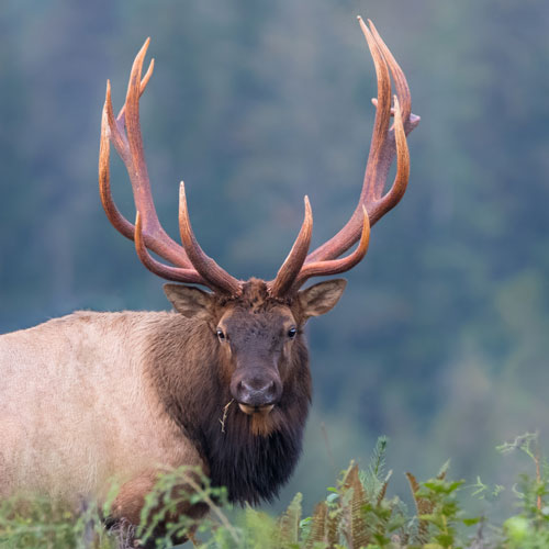 Roosevelt Elk in Sequim, WA