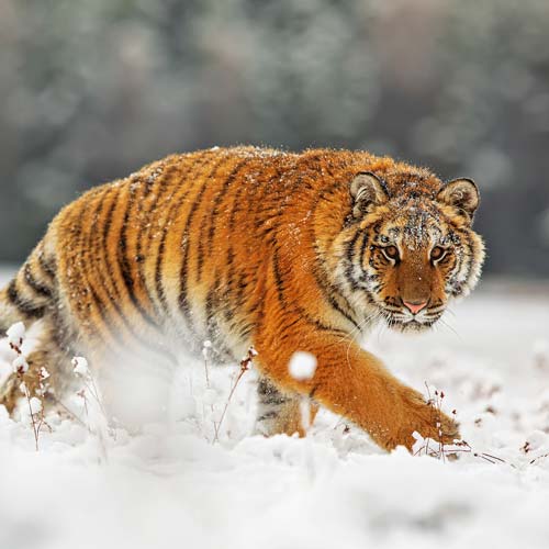 Siberian Tiger in Sequim, WA