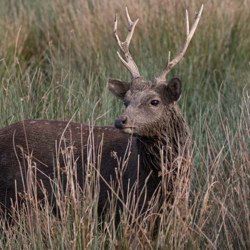 Sika Deer in Sequim, WA