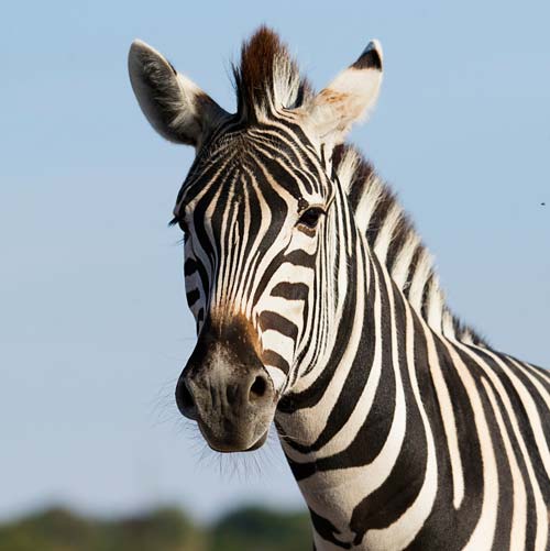 Zebra in Sequim, WA