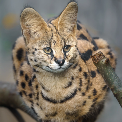 Serval